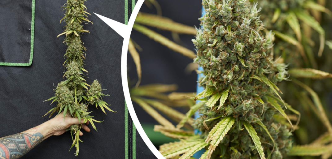 WHEN IS THE RIGHT TIME TO HARVEST CANNABIS?