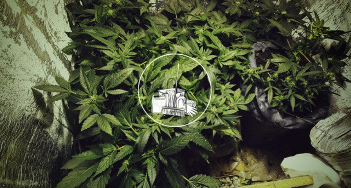 3 TECHNIQUES YOU NEED TO OPTIMIZE YOUR GROW