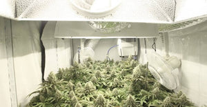 Growing cannabis indoors Benefits - Beginner Guide & Shopping List