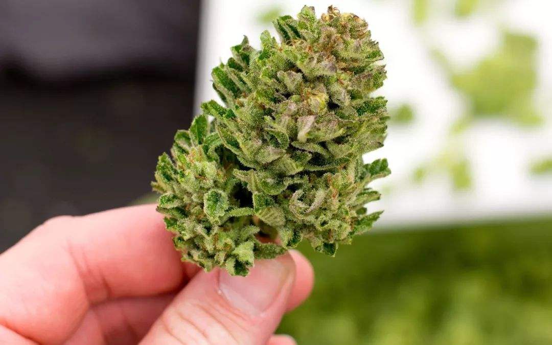 6 Common Cannabis Leaf problems and how to fix them