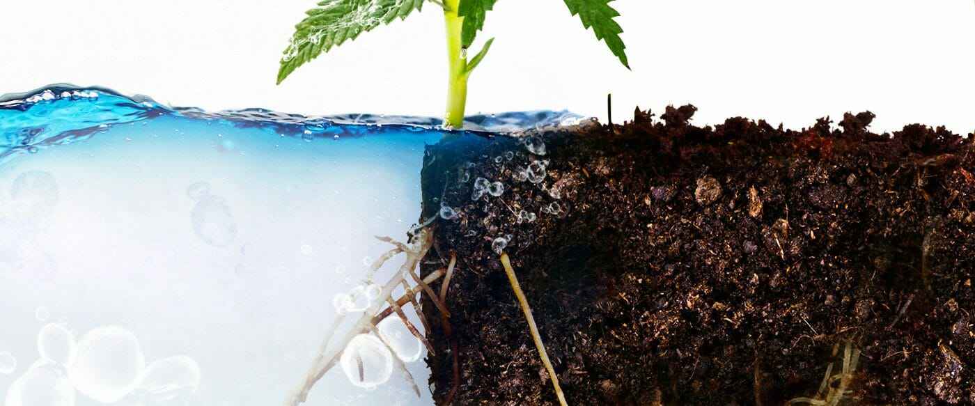 The Best Type of Soil for Growing Cannabis