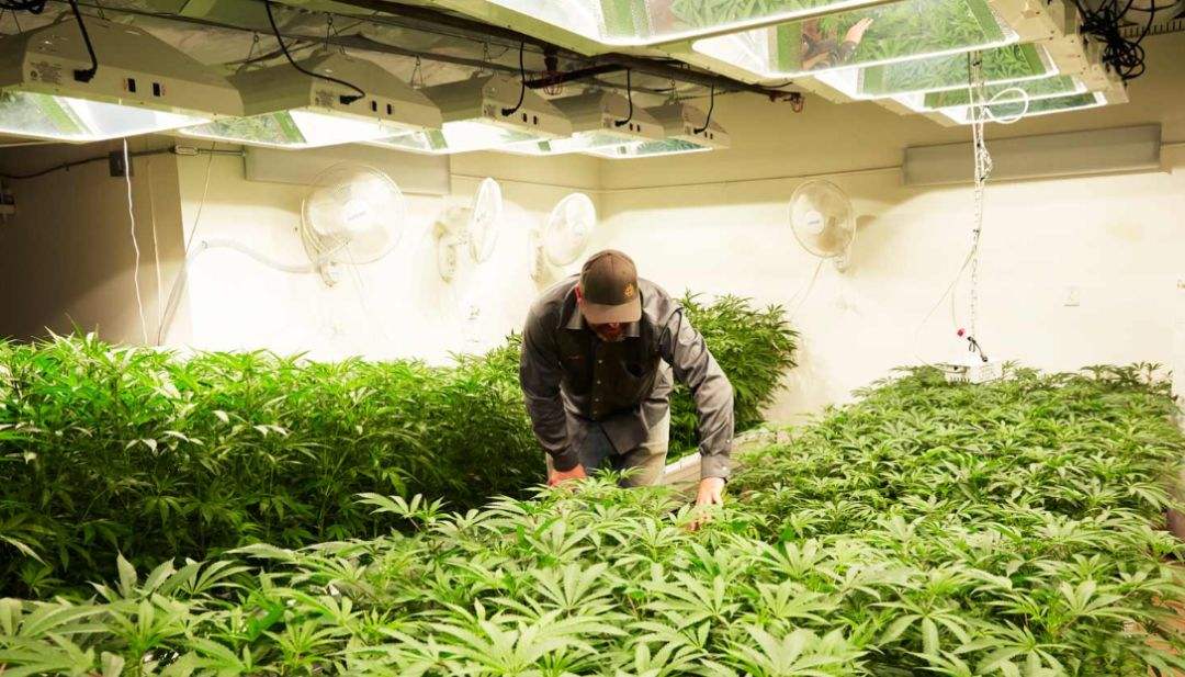 What are the best temperature & humidity levels for growing marijuana?