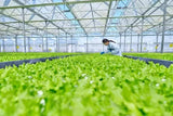 Hydroponic plants thriving in nutrient-rich water